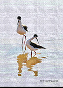 Black Neck Stilts At The Gilbert Riparian Preserve Photograph by Tom Janca
