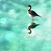 Black-necked Stilt with Textured Water Photograph by Debra Martz Black-necked Stilt with Textured Water Photograph by Debra Martz