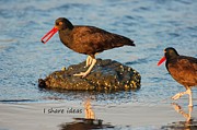 Black Oyster Catcher says I Share Ideas Photograph by Sherry Clark