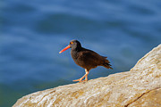 Black Oystercatcher Seaside Photograph by Mark Miller Black Oystercatcher Seaside Photograph by Mark Miller