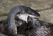 Black Rat Snake Feeding Photograph by Scott Camazine Black Rat Snake Feeding Photograph by Scott Camazine