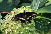Black Swallowtail 2 Photograph by Pete Federico
