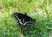Black Swallowtail Butterfly Photograph by Holden The Moment