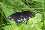 Black Swallowtail Butterfly Spreads It's Wings Photograph by Robert E Alter Reflections of Infinity