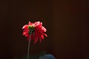 Black with Rose Photograph by Lora Lee Chapman