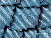 Blacktip Reef Shark Skin, Sem Photograph by Ted Kinsman
