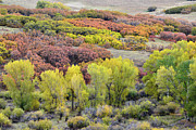Blazing Fall Color along Last Dollar Road Photograph by Ray Mathis