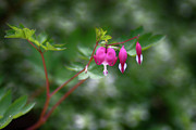 Bleeding Hearts Photograph by Dan Hefle