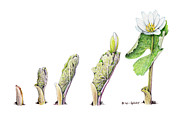 Bloodroot Unfolding II Drawing by Betsy Gray