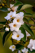 Blooming Wild Olive Tree Photograph by Debra Martz Blooming Wild Olive Tree Photograph by Debra Martz