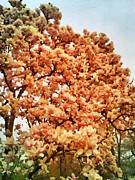 Blossoming Tree Painting by Chris Montcalmo