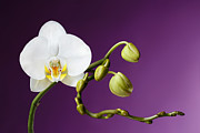 Blossoming White Orchid on Purple Background Photograph by Sergei Taran