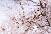 Blossoms on a Sunny Day Photograph by Ana V Ramirez