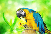 Blue And Yellow Macaw Digital Art by Lois Bryan