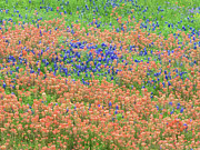 Blue bonnets and Indian paintbrush-Texas wildflowers Photograph by Usha Peddamatham