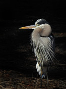 Blue Heron Gaze Photograph by Deborah Smith