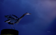 Morning Blue Photograph by Bill Posner