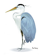 Blue Heron with no background Painting by Anne Beverley-Stamps