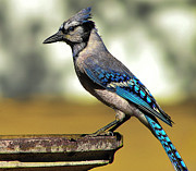 Blue Jay Bath Photograph by Scott Cordell