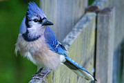 Blue Jay Fluffed Photograph by John Benedict