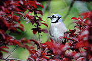 Blue Jay in the Plum Tree Photograph by Trina Ansel