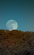 Blue Moon Risign Photograph by Karen Musick