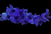Blue Orchid Dance Poster Edges Black Photograph by Aimee L Maher ALM GALLERY