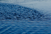 Blue Period Photograph by Louis Dallara