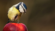 Blue Tit Cyanistes caeruleus sat on a red apple looking down Photograph by Simon Bratt