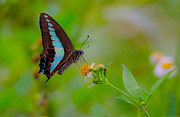 Blue Triangle Butterfly on Okuma Photograph by Jeff at JSJ Photography