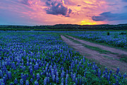 Bluebonnets at Dawn  Photograph by Damon Shaw