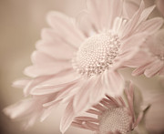 Blushing Photograph by Julie Palencia