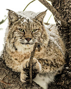 Bobcat Paws. Photograph by Dawn Key