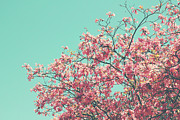 Boho Cherry Blossom 2- Art by Linda Woods Photograph by Linda Woods