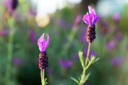 Bokehlicious Bloom Photograph by Lora Lee Chapman