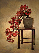 Bonsai Beauty Photograph by Jessica Jenney