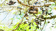 Boot Tree Neels Gap Georgia Mountains Photograph by Lawrence S Richardson Jr