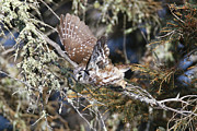 Boreal Owl 6 Photograph by Brook Burling