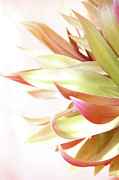 Botanical Dance Photograph by Becqi Sherman