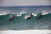 Bottlenose Dolphins Surfing Photograph by Luc Hosten UIG