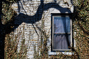 Branch Photograph by Doug Gibbons