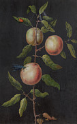 Branch of a Pear Tree Painting by Barbara Regina Dietzsch