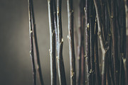 Branches Photograph by Cindy Grundsten