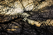 Branches illuminated by bright sunshine, double exposed image Photograph by Nick Biemans