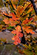 Branching Oak Photograph by Michael Brungardt