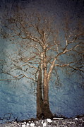 Branching Out Photograph by Susan Courtney