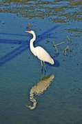 Breakfast Time Along the Inlet Photograph by Bill Barber