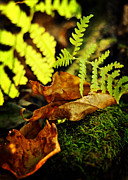 Breathe You In Photograph by Rebecca Sherman