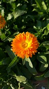 Bright Flowers Photograph by Yazid Ismail