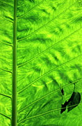 Bright green leave with an insect crawling over its surface Photograph by Sami Sarkis Photography